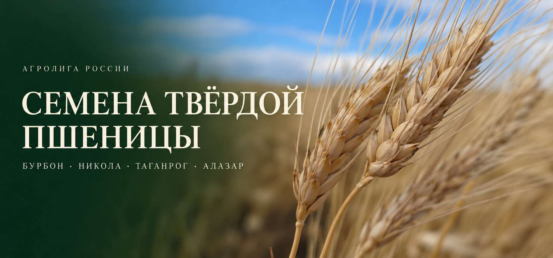 Семена твёрдой пшеницы от «Агролиги России» №1