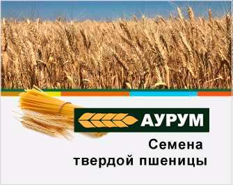 Твердая пшеница Аурум