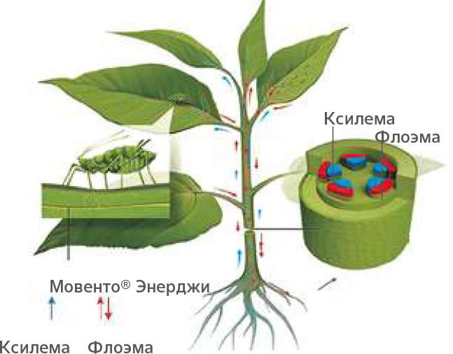 Мовенто Энерджи
