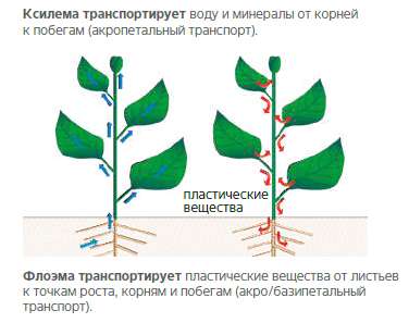 Ультор 1 Ультор 1