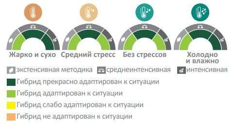 Агора-схема.jpg
