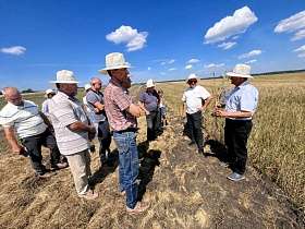 День поля по твёрдой пшенице в Оренбургской области