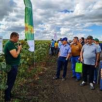 Полевой семинар по подсолнечнику в Челябинской области