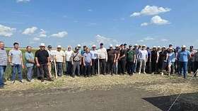 22 сорта твёрдой пшеницы представили в Пензенской области