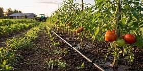 Агрифул Плюс: развитие корневой системы, эффективное питание, практический результат